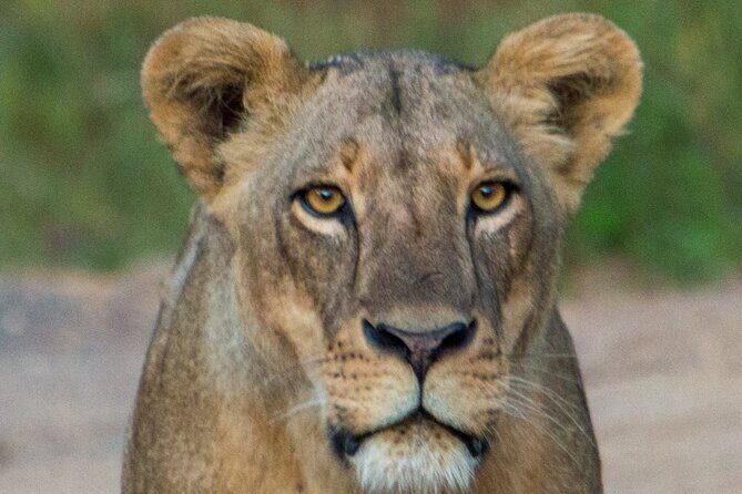 Nairobi National Park Half Day Tour with Landcruiser with Pickup - Price and value: what you’re really paying for