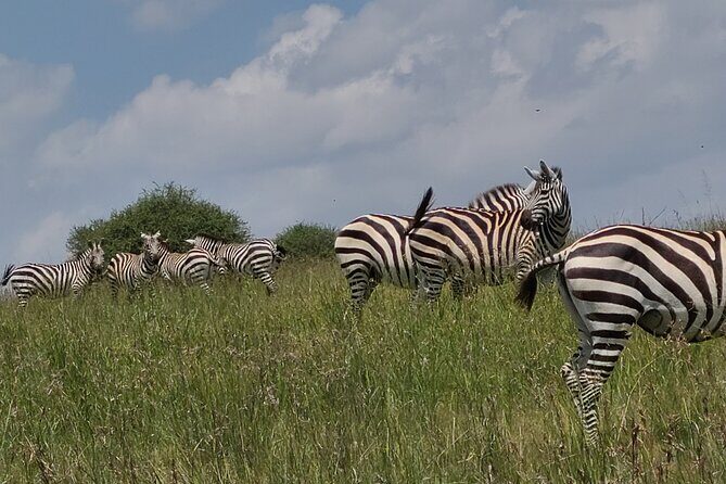 Nairobi National Park Half Day Tour - Pickup and Timing: Why the 5:30am Start Matters