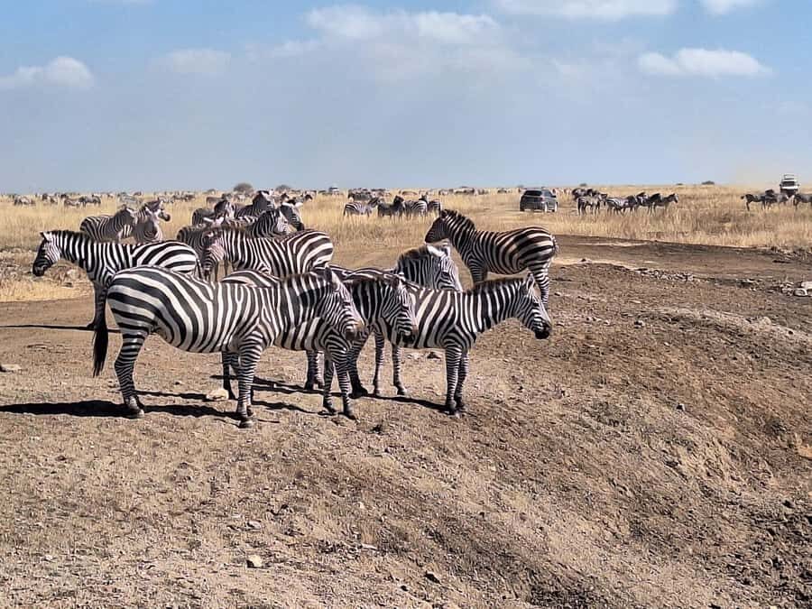 Nairobi National Park Morning Or Evening Game Drive Tour - Birding in Nairobi National Park: A Nice Bonus With Real Payoff