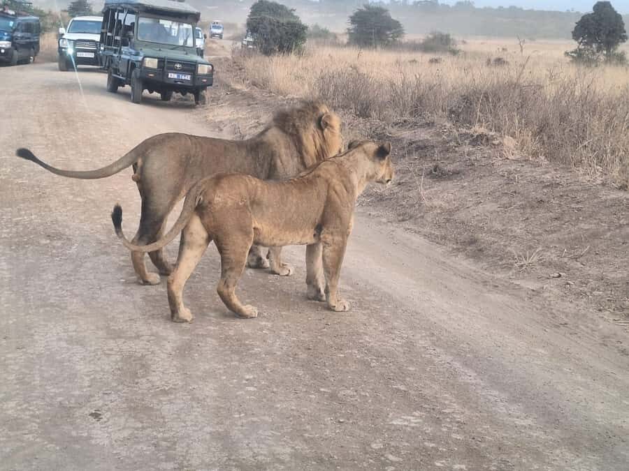 Nairobi National Park Morning Or Evening Game Drive Tour - Morning vs Evening: Which Option Should You Pick?