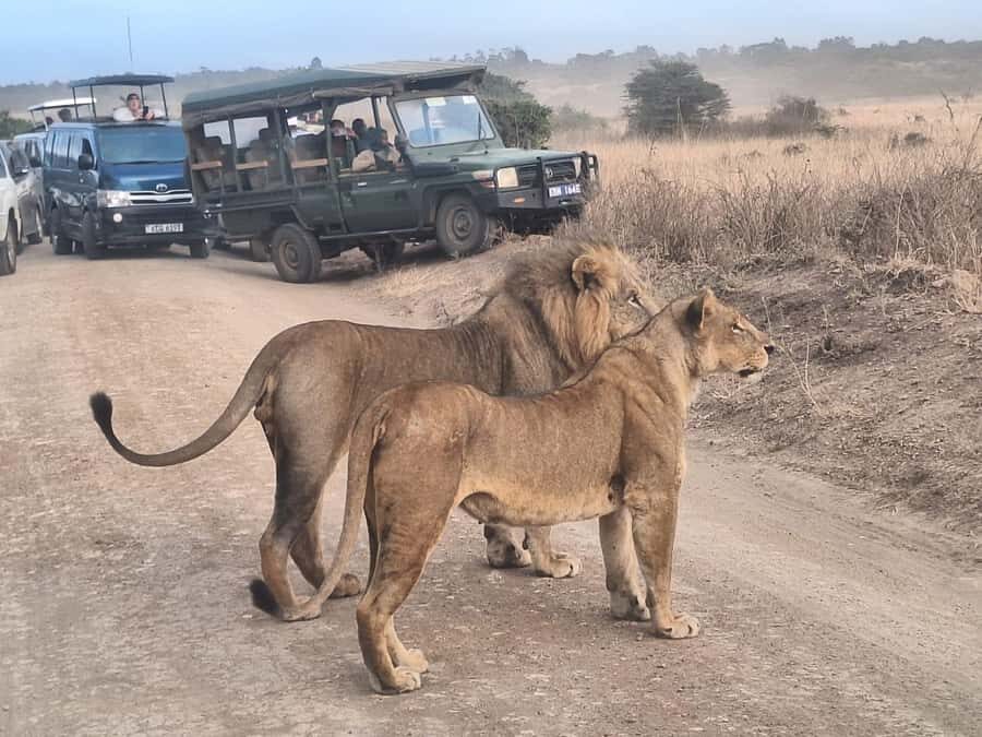 Nairobi National Park Morning Or Evening Game Drive Tour - Wildlife You Can Reasonably Hope to See (And Why It’s Not Just Marketing)
