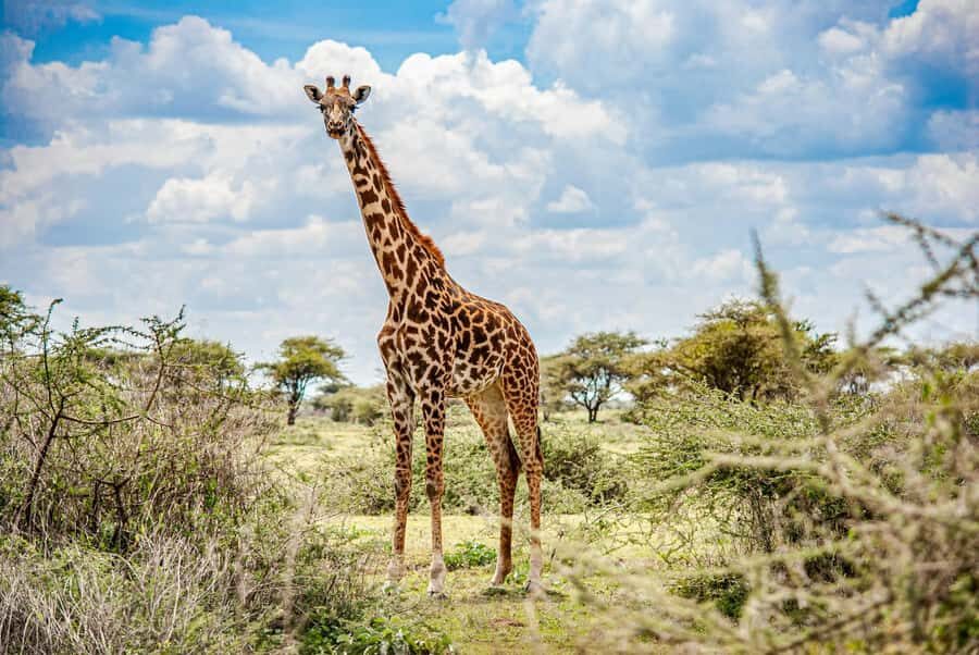 Nairobi: National Park & Optional Elephants & Giraffe Center - Key Things That Make This Nairobi Day Trip Worth Your Time