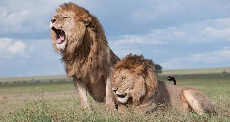 Nairobi: National Park & Optional Elephants & Giraffe Center - The 5:20–6:00 a.m. Pickup and How the Day Really Moves