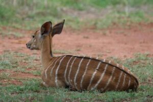 Nairobi: National Park & Optional Elephants & Giraffe Center - Nairobi National Park: A Close-to-City Safari with Big Wildlife Chances
