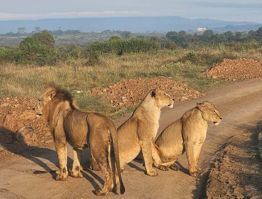 Nairobi: National Park & Optional Elephants & Giraffe Center - Vehicle Comfort and Guide Style: What Changes the Quality of the Day