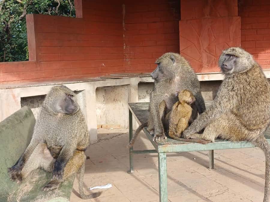 Nairobi: National Park & Optional Elephants & Giraffe Center - Price Breakdown: Tour Cost vs. Cash Entry Fees (Don’t Get Caught Here)