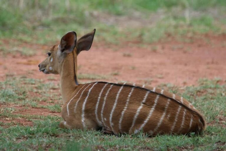 Nairobi: National Park & Optional Elephants & Giraffe Center - Nairobi National Park: A Close-to-City Safari with Big Wildlife Chances