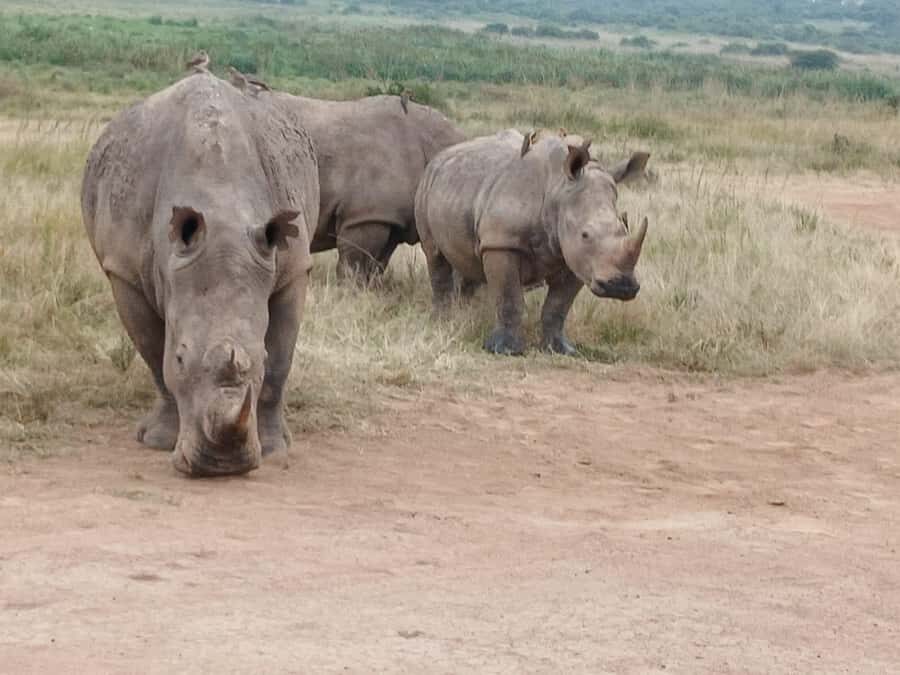 Nairobi: National Park & Optional Elephants & Giraffe Center - What About Lunch, Bathroom Breaks, and Time for Food?