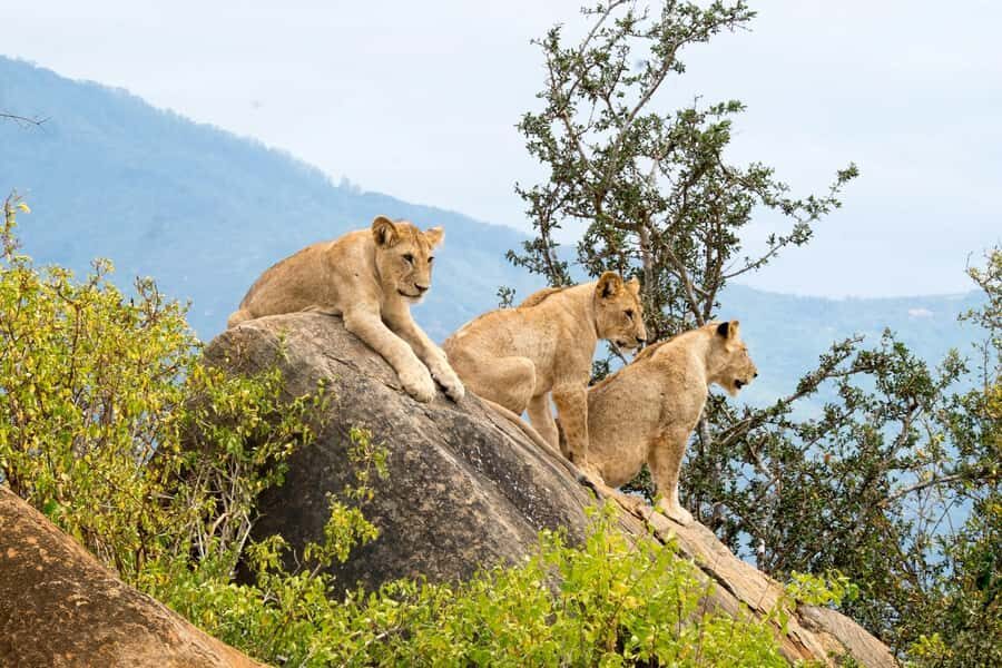 Nairobi: National Park & Optional Elephants & Giraffe Center - Who This Nairobi Tour Fits Best
