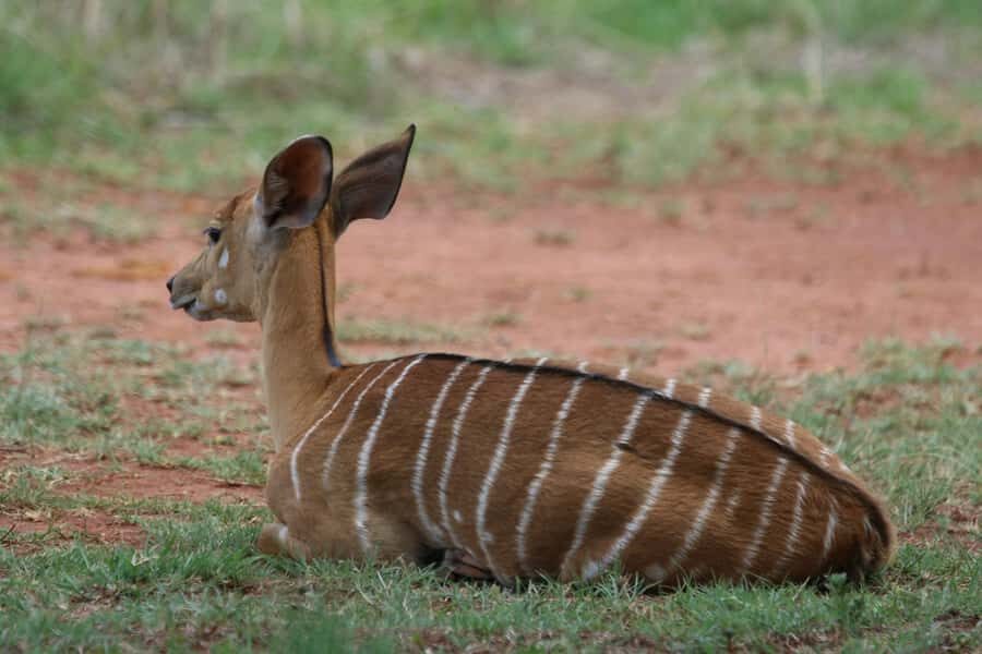 Nairobi: National Park & Optional Elephants & Giraffe Center - Nairobi National Park: A Close-to-City Safari with Big Wildlife Chances