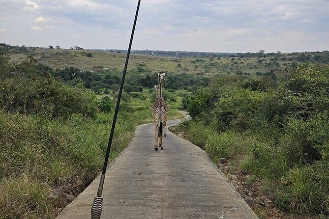 Nairobi National Park Private Half Day Tour with Pick up - Key highlights before you go