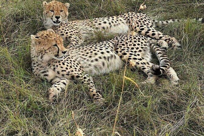 Nairobi National Park Private Half Day Tour with Pick up - Private pickup from Best Western Plus Meridian makes the day easier