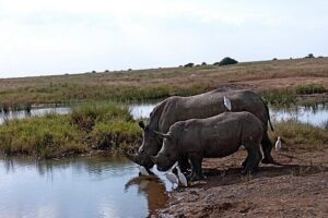 Nairobi National Park Private Half Day Tour with Pick up - Price and logistics: what your $100 really buys