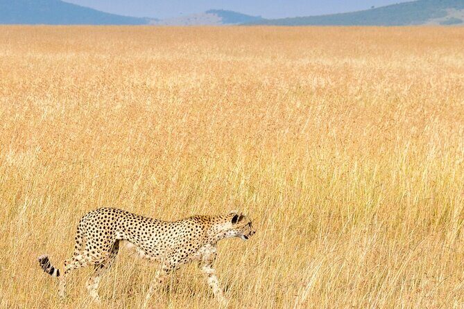 Nairobi National Park Private Half Day Tour with Pick up - The core experience: your Nairobi National Park game drive