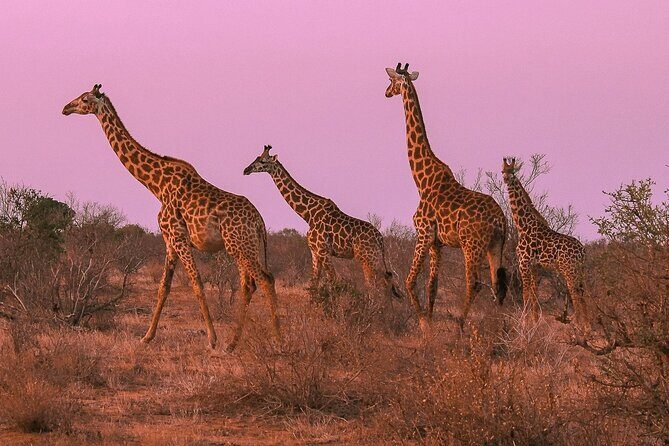 Nairobi National Park Private Half Day Tour with Pick up - What the skyline effect feels like in real life
