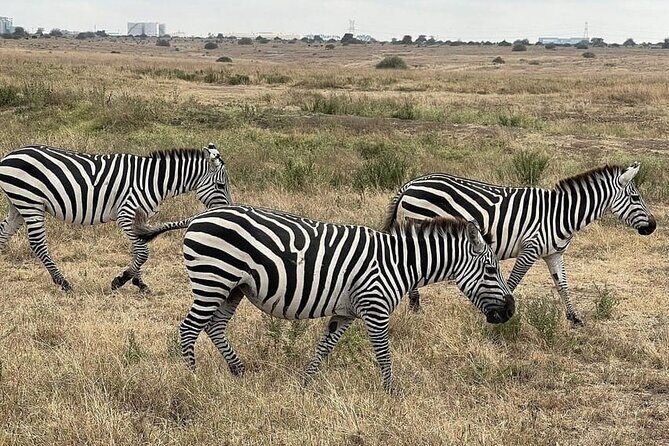 Nairobi National Park Private Half Day Tour with Pick up - Who this tour is best for (and who should pick something else)