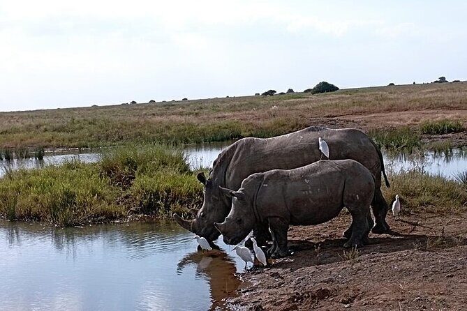 Nairobi National Park Private Half Day Tour with Pick up - Price and logistics: what your $100 really buys