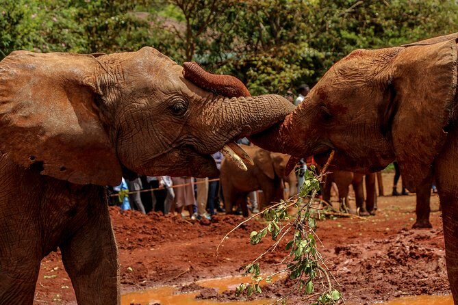 Nairobi National Park Private Safari - Sheldrick Wildlife Trust: The Elephant Orphanage Access Detail That Changes Everything
