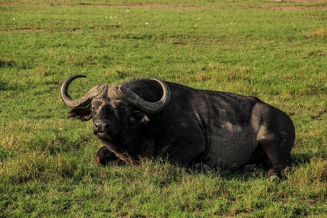 Nairobi National Park Private Safari - Giraffe Centre: Rothschild Giraffes and Why This Stop Fits So Well