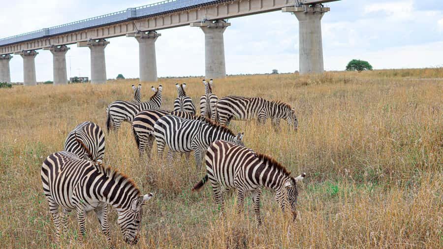 Nairobi: National Park Private Tour in 4X4 Jeep - Key highlights I’d plan around