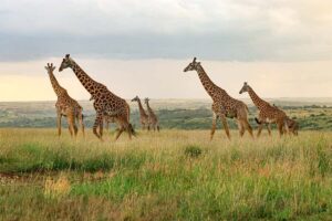 Nairobi: National Park Private Tour in 4X4 Jeep - The open-roof 4x4 Land Cruiser: the viewing upgrade you’ll feel