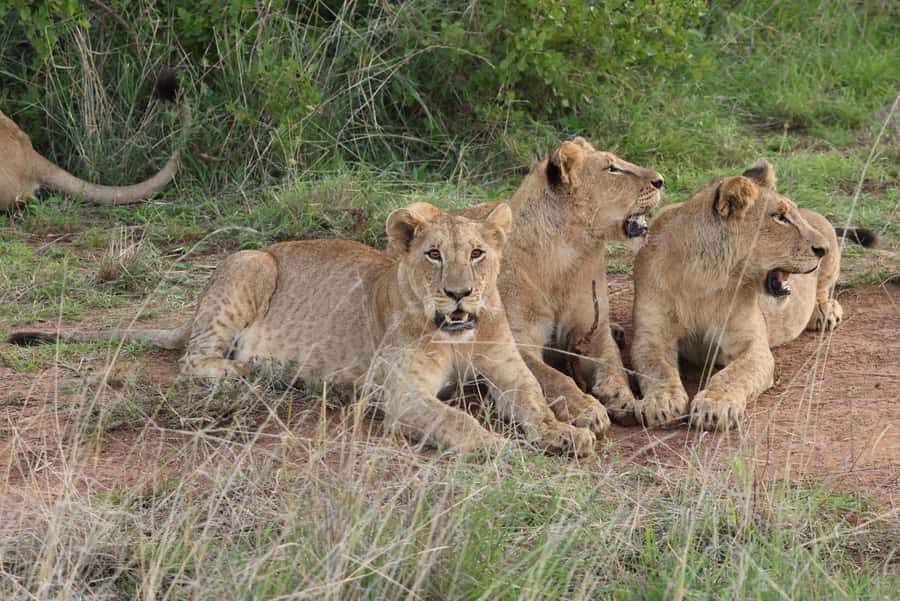 Nairobi: National Park Private Tour in 4X4 Jeep - Your morning pickup and the 6-hour time box