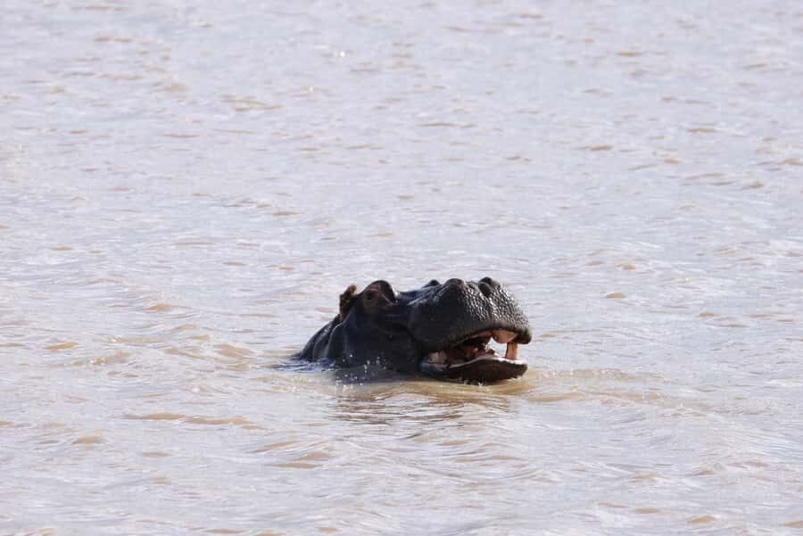Nairobi: National Park Private Tour in 4X4 Jeep - The gate to monkeys: first sightings set the tone