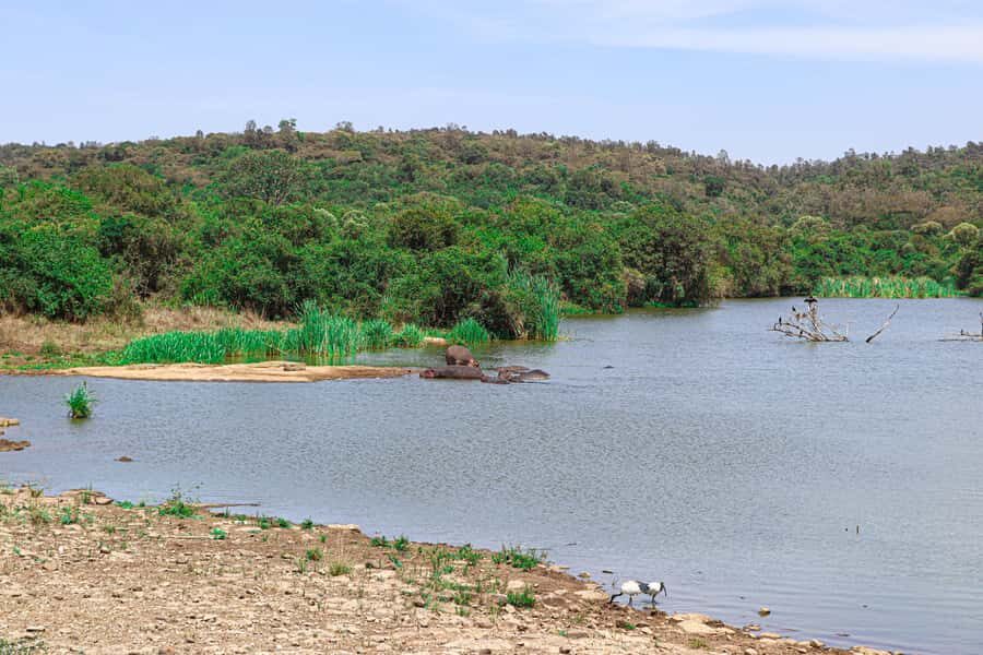 Nairobi: National Park Private Tour in 4X4 Jeep - The Ivory Monument stop you’ll actually remember