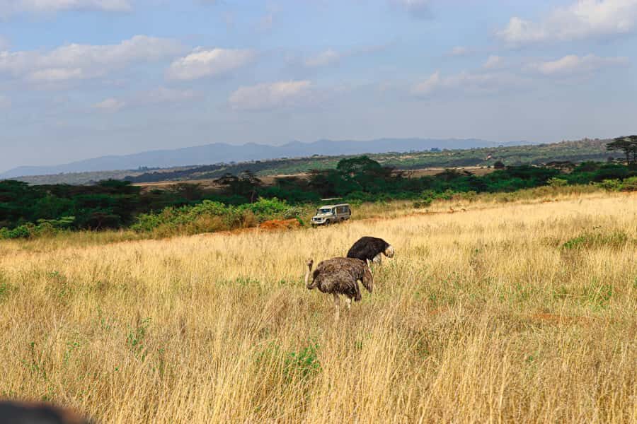 Nairobi: National Park Private Tour in 4X4 Jeep - Lions, rhinos, and the guide’s positioning skill