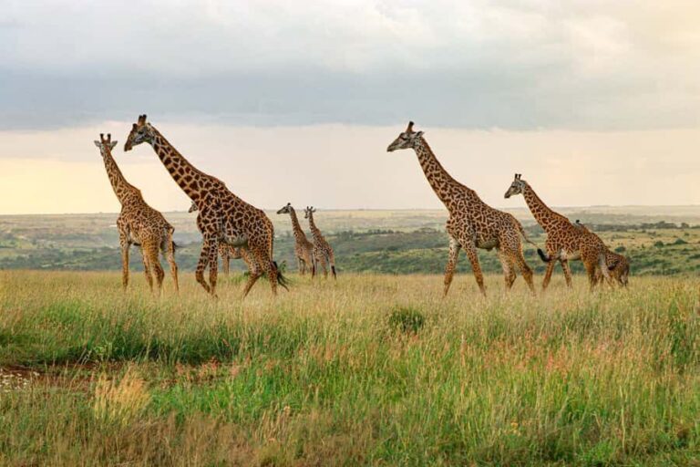 Nairobi: National Park Private Tour in 4X4 Jeep - The open-roof 4x4 Land Cruiser: the viewing upgrade you’ll feel