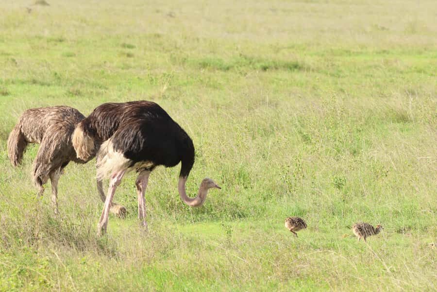 Nairobi: National Park Private Tour in 4X4 Jeep - Giraffe Centre option: guided visit with a separate entry fee
