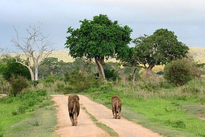 Nairobi National Park Safari With a Visit to Giraffe Center. - Nairobi National Park + Giraffe Centre: the value of one focused half-day