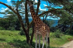 Nairobi National Park Safari With a Visit to Giraffe Center. - 6am pickup and the early-riser safari rhythm