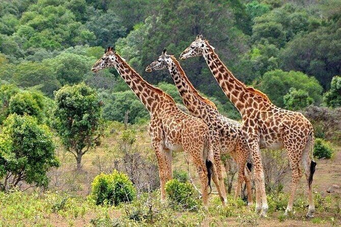 Nairobi National Park Safari With a Visit to Giraffe Center. - How the guide hunt changes your whole trip