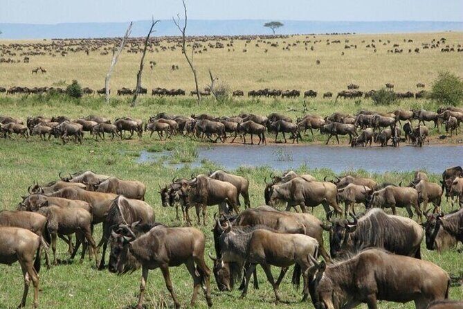 Nairobi National Park Safari With a Visit to Giraffe Center. - Coffee stop and the transfer to Giraffe Centre