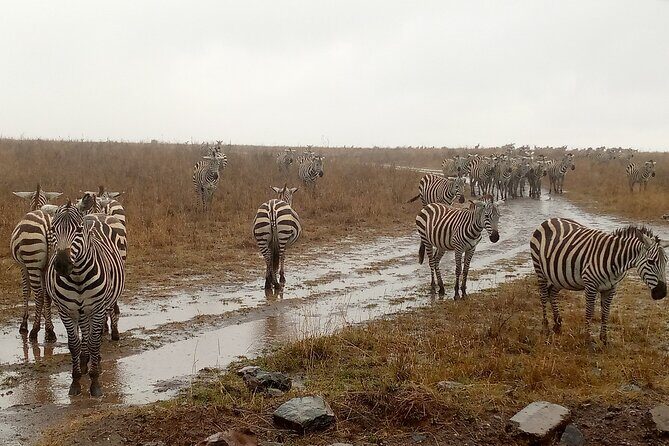 Nairobi National Park Safari With a Visit to Giraffe Center. - Giraffe Centre: why they’re endangered and what to watch for