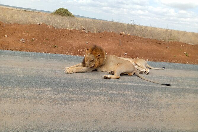 Nairobi National Park Safari With a Visit to Giraffe Center. - Transportation and how the vehicle setup affects your viewing