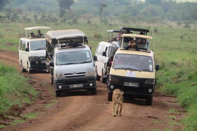 Nairobi National Park, Sheldrick Elephant, Giraffe Centre Tour - Giraffe Centre: the closest giraffe encounter on the day