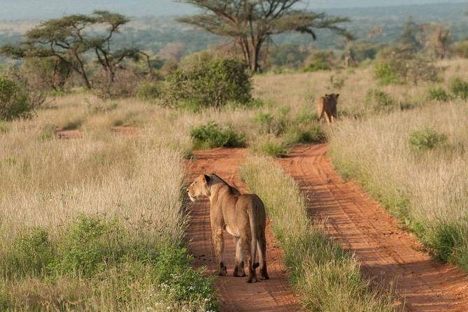 Nairobi National Park, Sheldrick Elephant, Giraffe Centre Tour - Price and logistics: the $50 deal plus the fees that add up