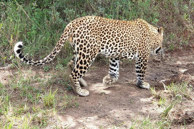 Nairobi National Park, Sheldrick Elephant, Giraffe Centre Tour - Who this Nairobi National Park + Sheldrick + Giraffe Centre day trip suits