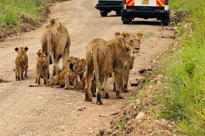 Nairobi National Park Sheldrick & Giraffe Centre Day Trip - Key things to know before you go