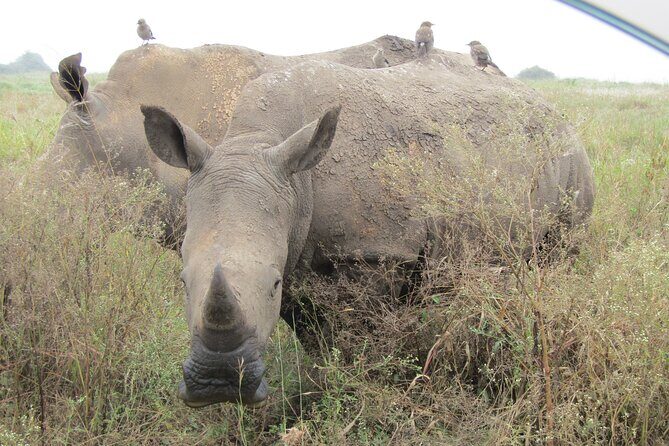 Nairobi National Park Sheldrick & Giraffe Centre Day Trip - Who should book this day trip, and who might not