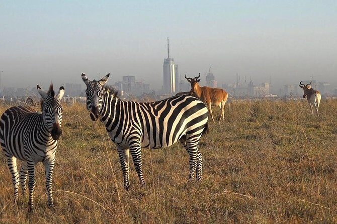 Nairobi National Park Tour - The open-top game drive: where sightings turn real