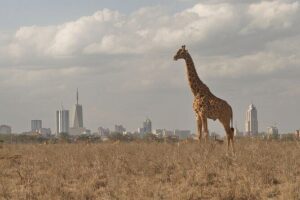 Nairobi National Park Tour - Giraffe Center upgrade: an easy add-on with included entry