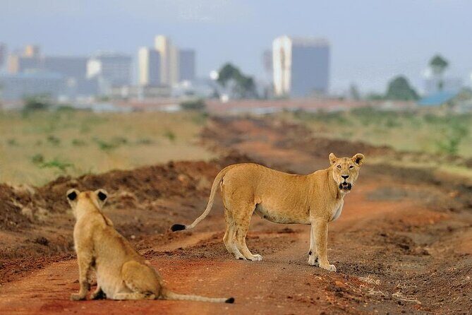 Nairobi National Park Tour - Price and park entry fees: what you’ll really pay