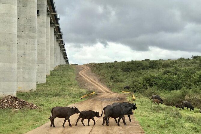 Nairobi National Park Tour - Timing, weather, and vehicle reality in Nairobi