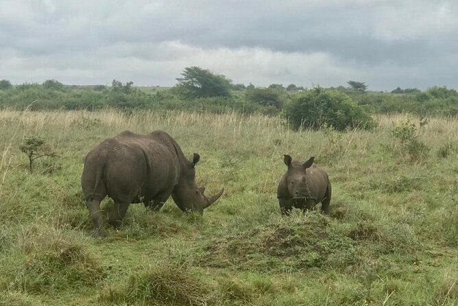 Nairobi National Park Tour - Should you book this Nairobi National Park tour?