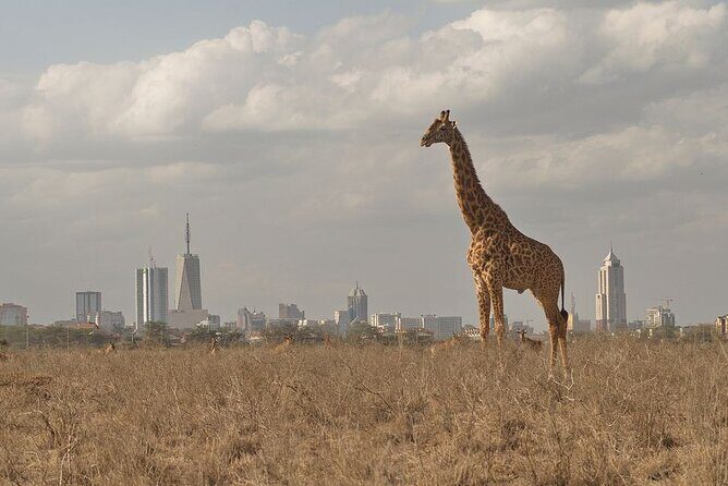 Nairobi National Park Tour - Giraffe Center upgrade: an easy add-on with included entry