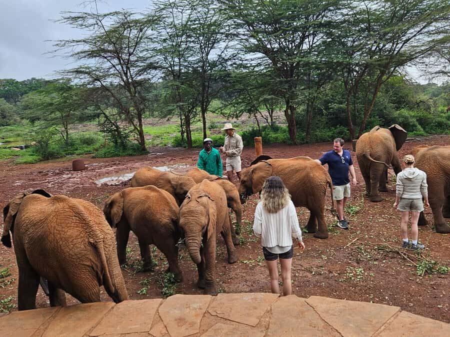 Nairobi National Park,Giraffe Center,Orpanage&Karen Blixxen - David Sheldrick Elephant Orphanage: Conservation With a Clear Purpose