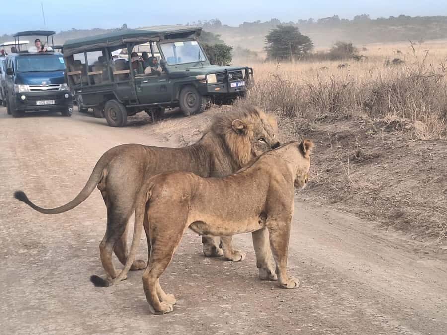 Nairobi National Park,Giraffe Center,Orpanage&Karen Blixxen - Giraffe Centre: Rothschild Giraffes and Conservation Education